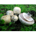 Мицелий Шампиньона полевого (Agaricus arvensis)